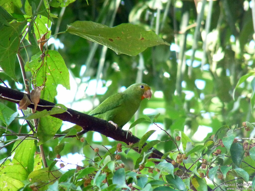 Cobalt-winged Parakeet