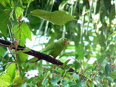 Cobalt-winged Parakeet