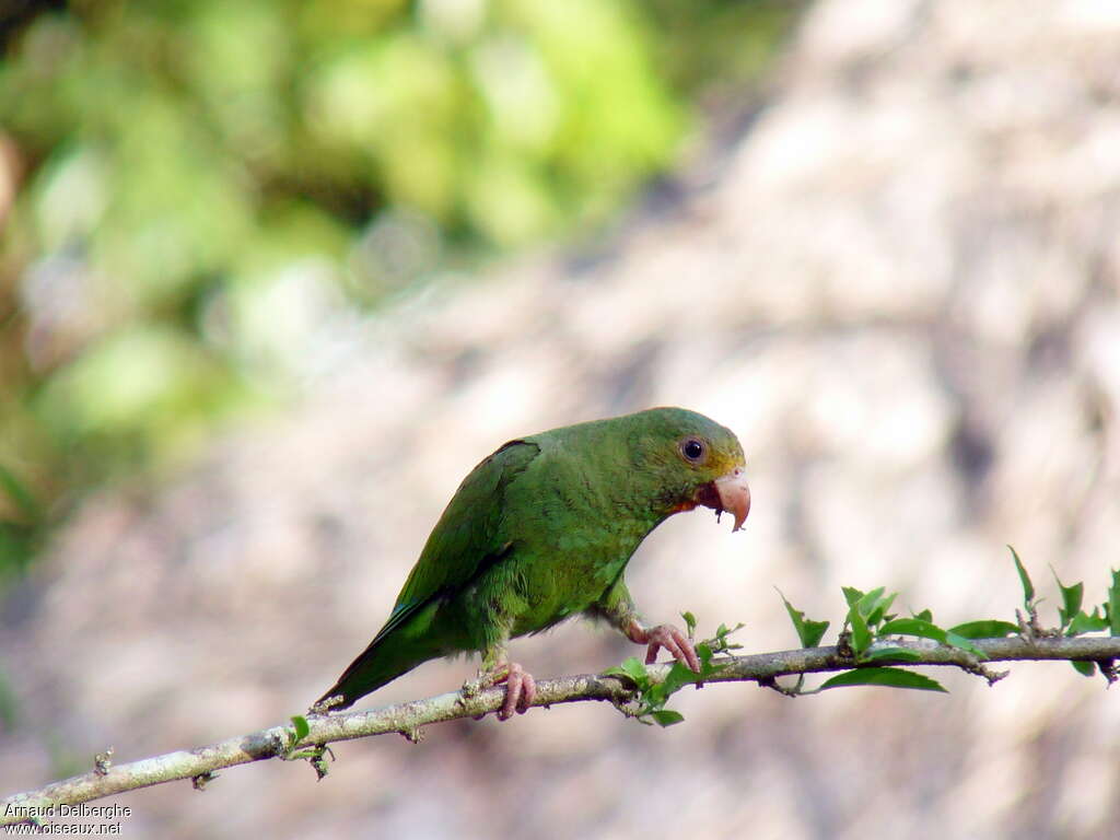 Cobalt-winged Parakeetadult, close-up portrait