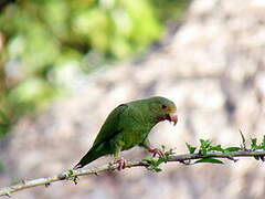 Cobalt-winged Parakeet