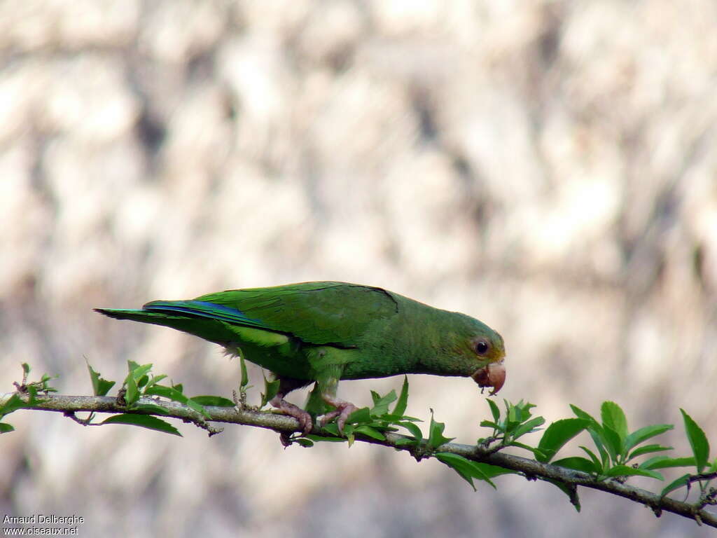 Cobalt-winged Parakeetadult, identification