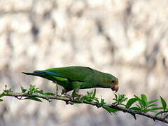 Cobalt-winged Parakeet