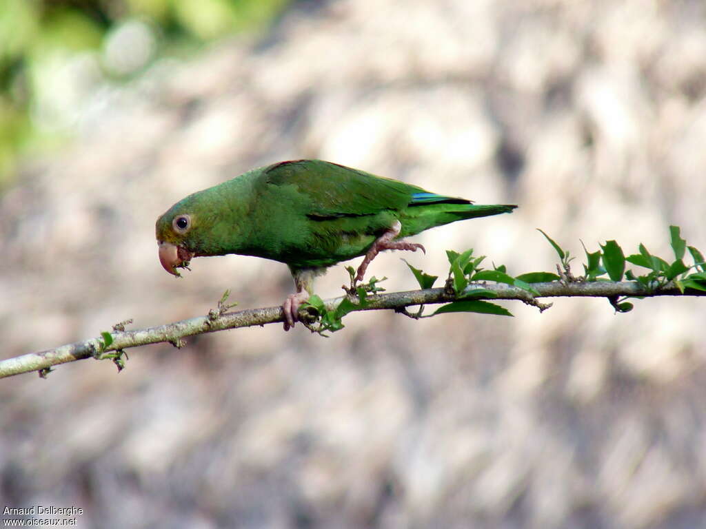 Cobalt-winged Parakeetadult, eats