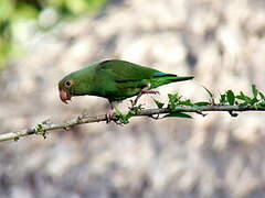 Cobalt-winged Parakeet