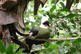 White-crested Turaco