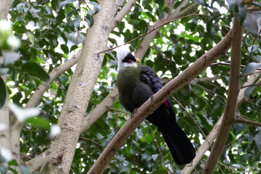 White-crested Turaco