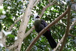 White-crested Turaco