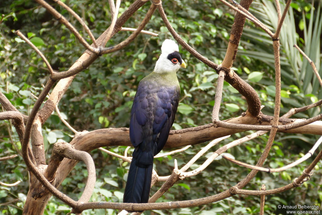 White-crested Turaco