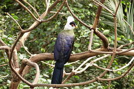 White-crested Turaco