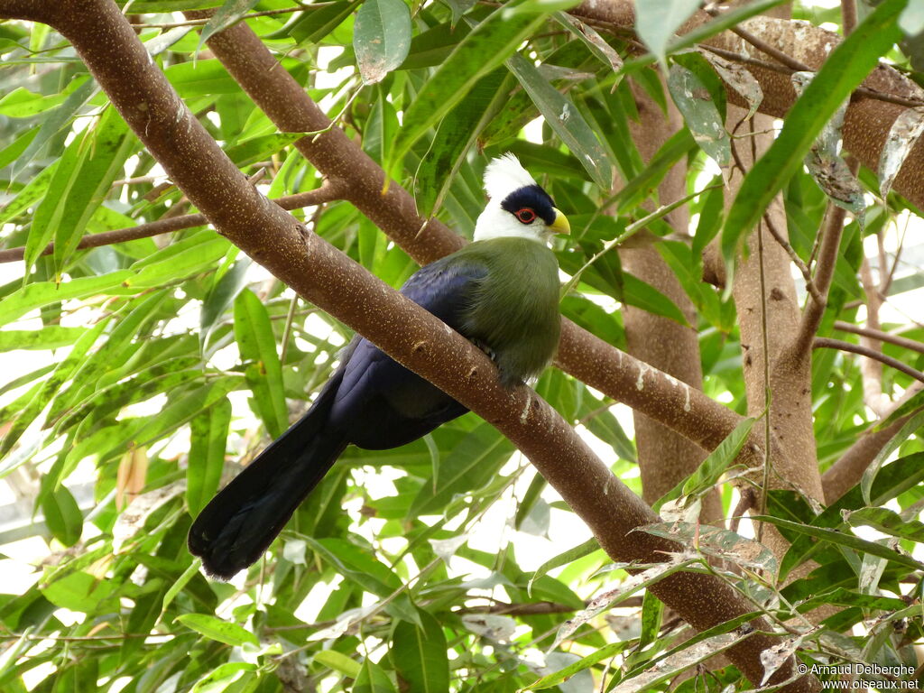 White-crested Turaco