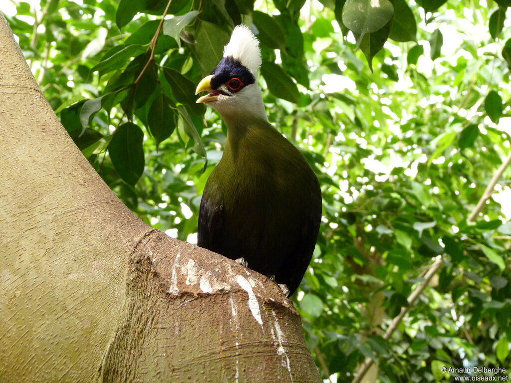 White-crested Turaco