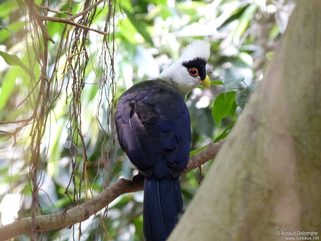 White-crested Turaco