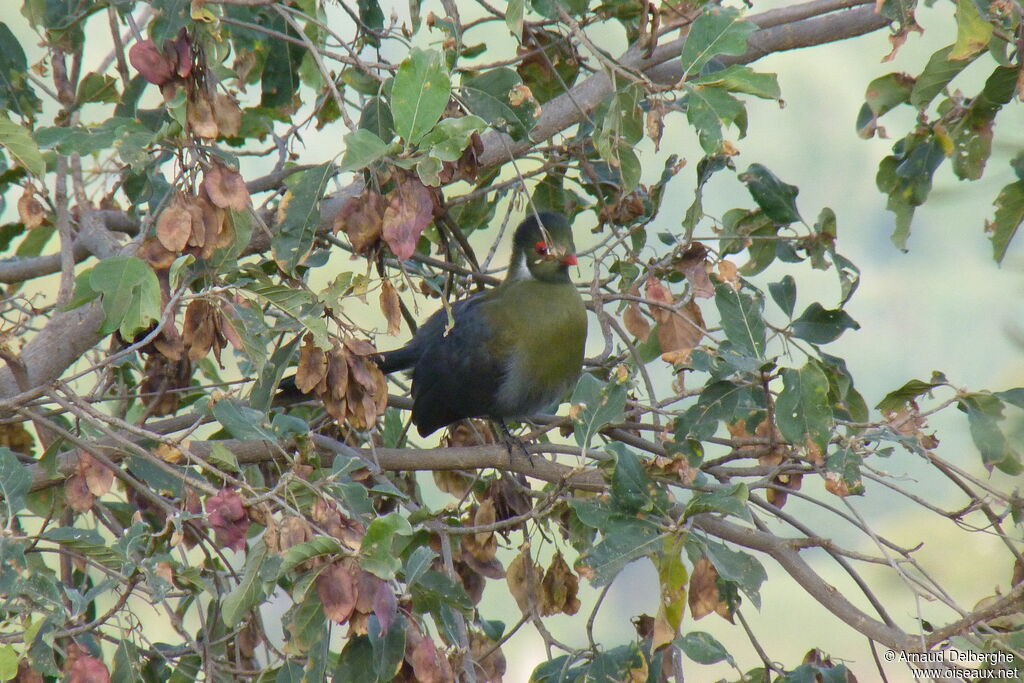 White-cheeked Turaco