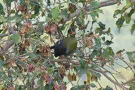 White-cheeked Turaco