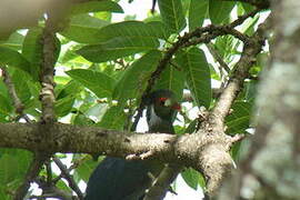 White-cheeked Turaco