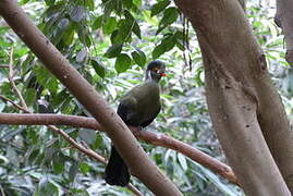 White-cheeked Turaco