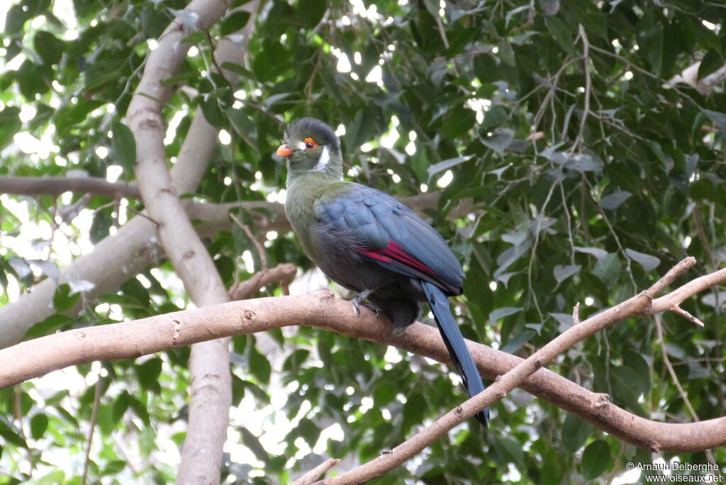 White-cheeked Turaco