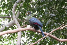 White-cheeked Turaco