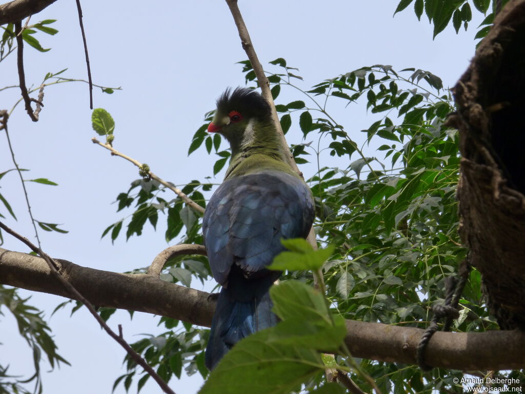 White-cheeked Turaco