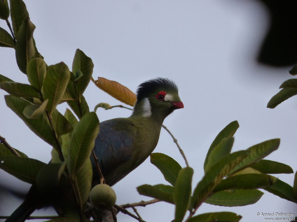 White-cheeked Turaco