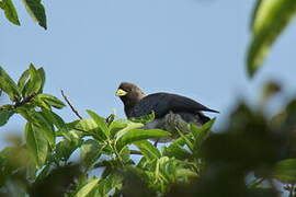 Eastern Plantain-eater