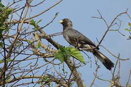 Eastern Plantain-eater