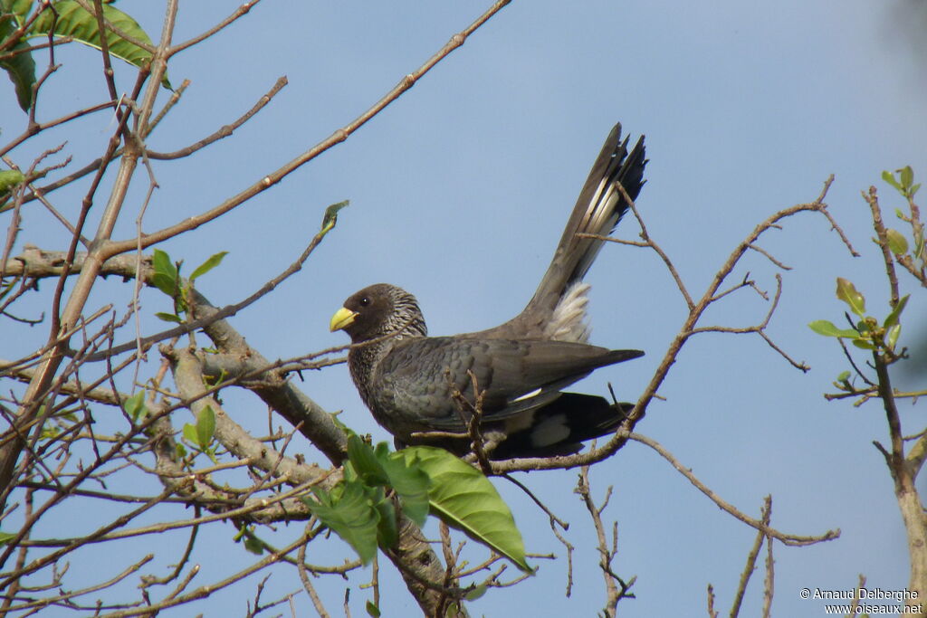 Eastern Plantain-eater