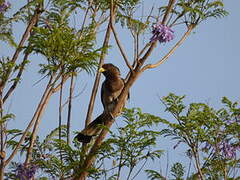 Eastern Plantain-eater