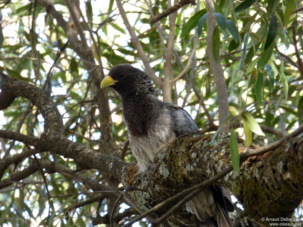 Eastern Plantain-eater