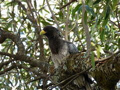 Eastern Plantain-eater