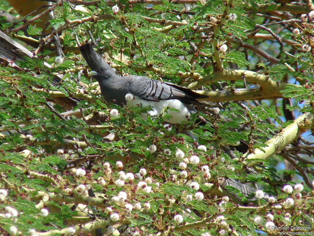 White-bellied Go-away-bird