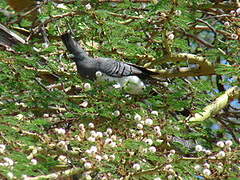 White-bellied Go-away-bird