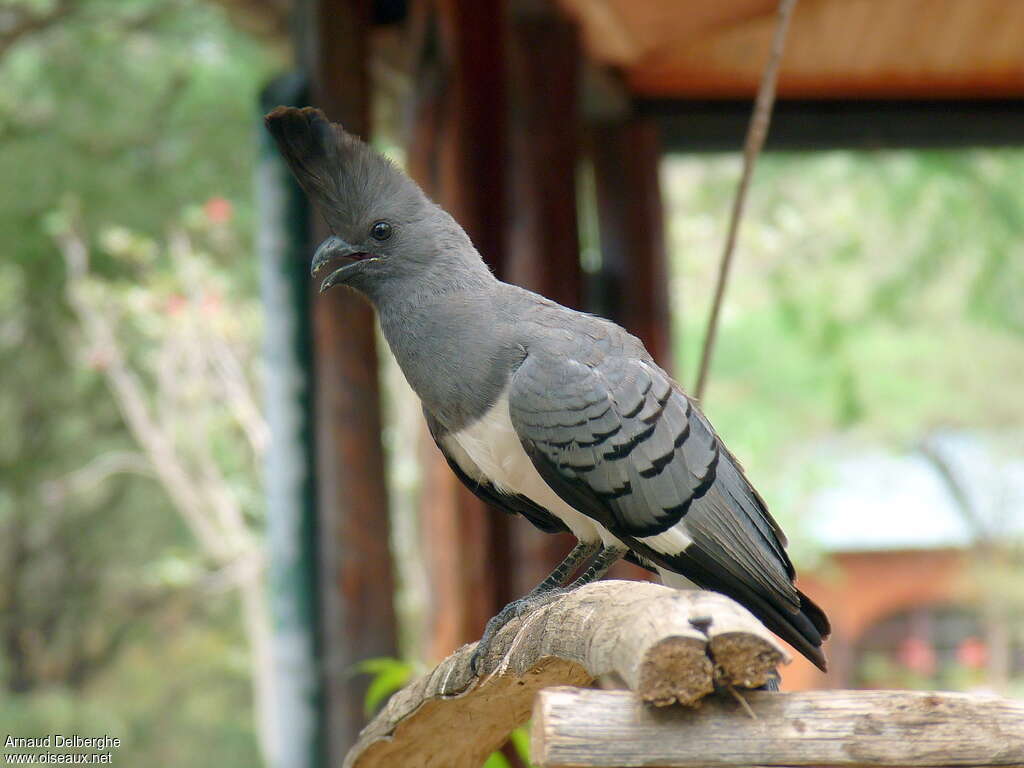 White-bellied Go-away-bird male adult, close-up portrait