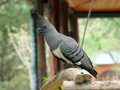 White-bellied Go-away-bird