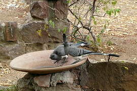 White-bellied Go-away-bird