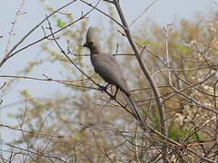 Grey Go-away-bird