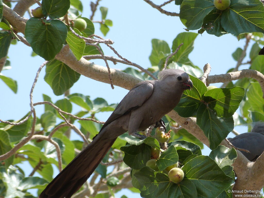 Grey Go-away-bird