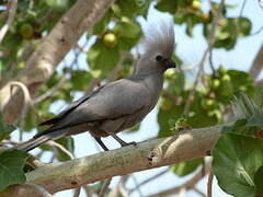 Grey Go-away-bird