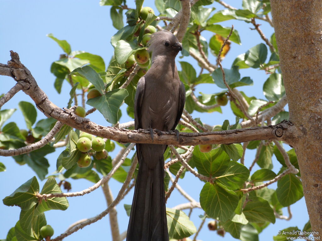 Grey Go-away-bird