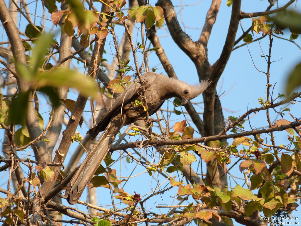 Grey Go-away-bird