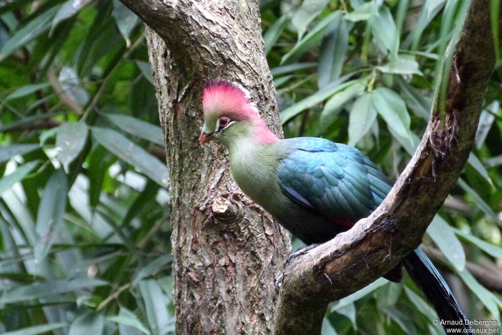 Touraco de Fischer