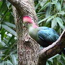 Touraco de Fischer