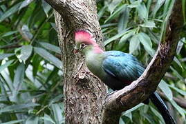 Fischer's Turaco