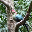 Touraco de Fischer
