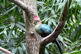 Fischer's Turaco