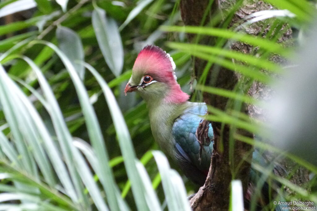 Fischer's Turaco