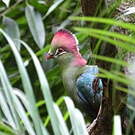 Touraco de Fischer