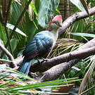 Touraco de Fischer