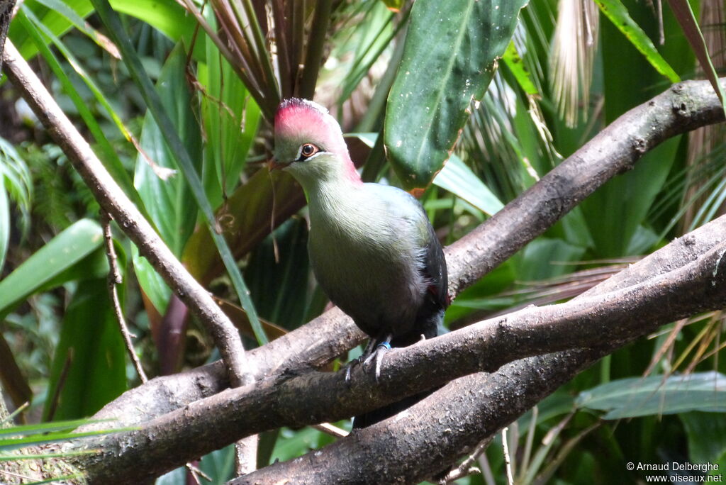 Fischer's Turaco