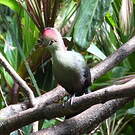 Touraco de Fischer